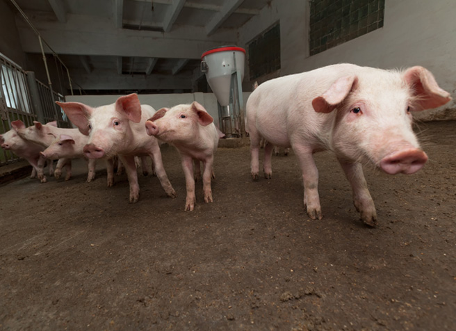 Glückliche Hausschweine freilaufend im Schweinestall