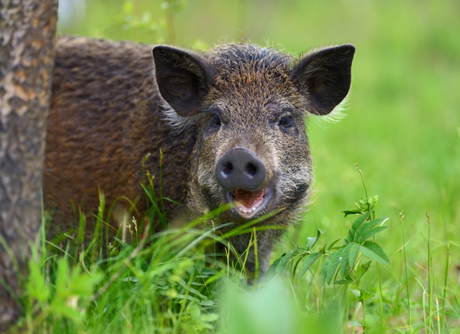 Junger Wildschweinkeiler schaut hinter einem Baumstamm auf der grünen Wiese hervor
